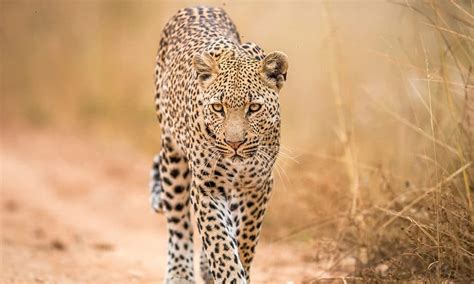 Os Animais Da África - Conheça os cinco grandes animais da África | Petz
