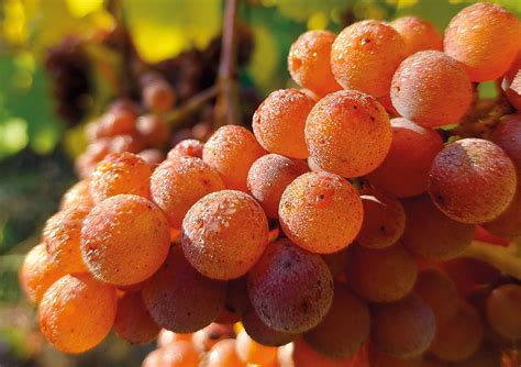 Grapes: Exploring varieties for still and sparkling wines - Fruit & Vine