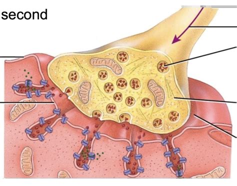 anatomy  neuromuscular junction quiz