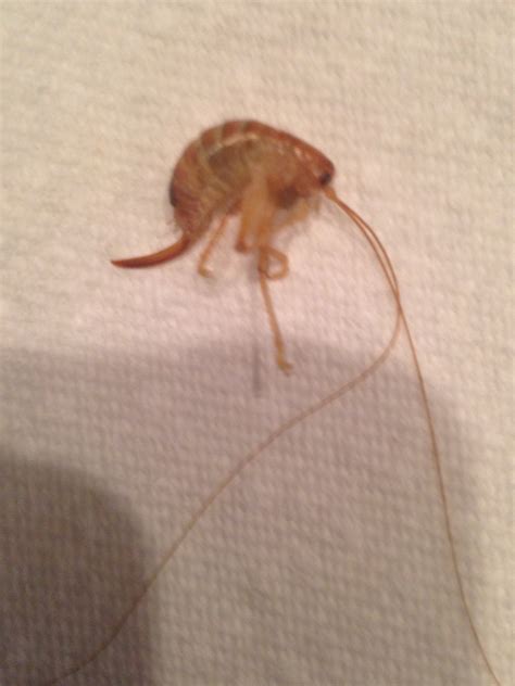 2320 best Weird Bug images on Pholder | Whatsthisbug, Weird Wheels and