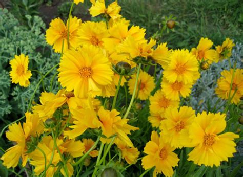 Кореопсис (Coreopsis) на Supersadovnik.ru