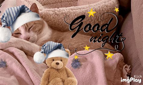 good night gif good night cat beautiful kittens good night friends