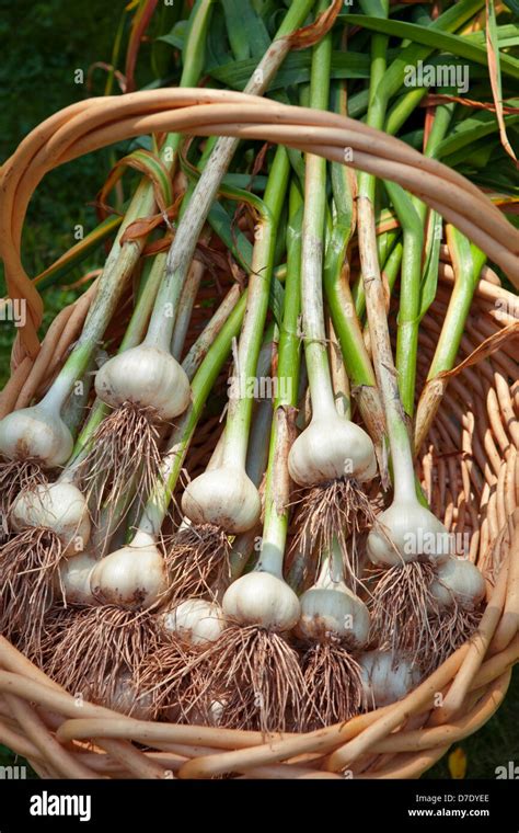 Garlic Harvest, Allium sativum Stock Photo - Alamy