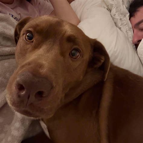 Dog for adoption - Louie, a Chocolate Labrador Retriever in Nashua, NH