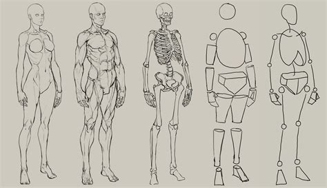 Human Anatomy Drawing at GetDrawings | Free download