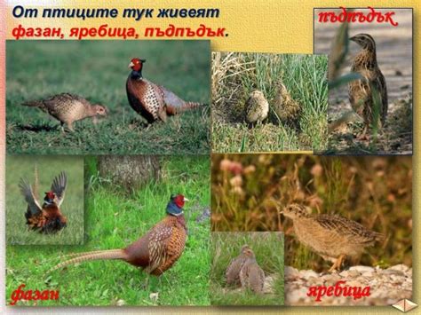 Животински свят - ЧО, 3 клас, Булвест