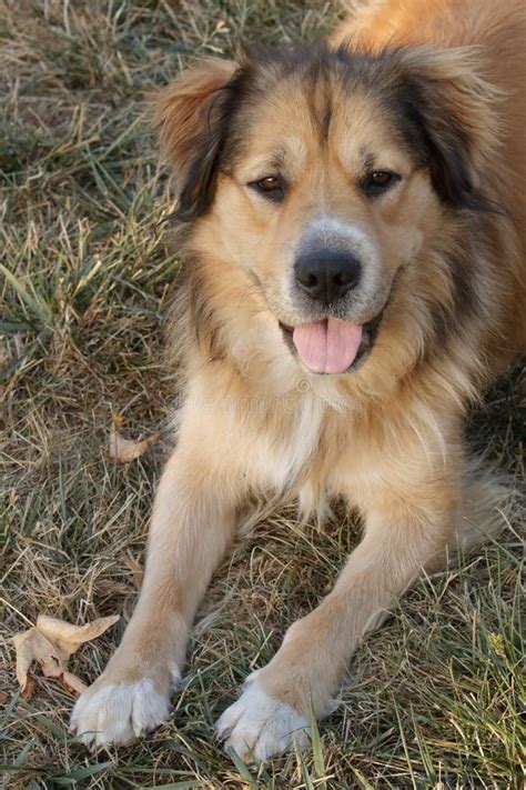 Golden Shepherd Mix Resting in Dry Grass Stock Photo - Image of ...
