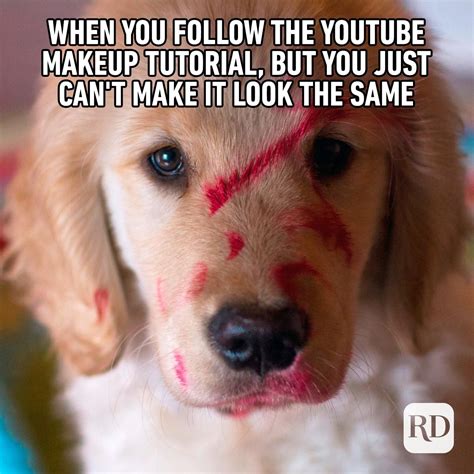 40 Funny Animal Memes | Reader's Digest