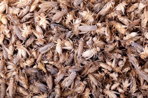 Сверчки замороженные | zoo-ekzo.com- Экзотические животные
