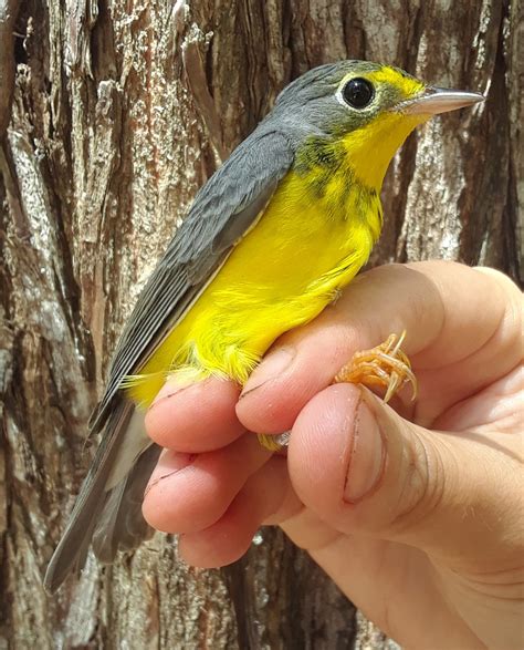 Canada Warbler! | Cape Florida Banding Station