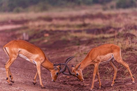 Impalas Fighting with Antlers · Free Stock Photo