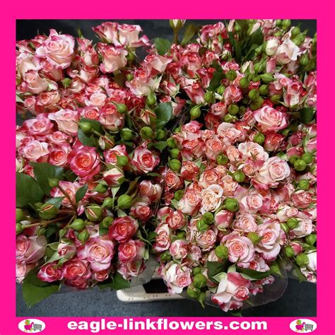 Reflex - Regular Spray Roses - Eagle-Link Flowers