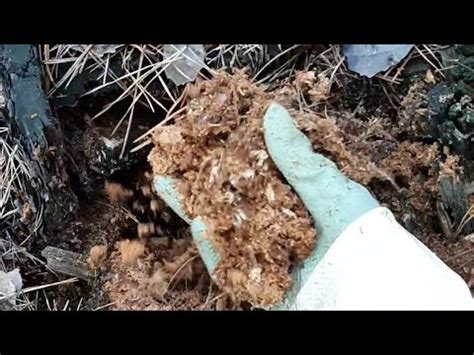 Торф из пней для голубики. Бесплатный грунт. - YouTube