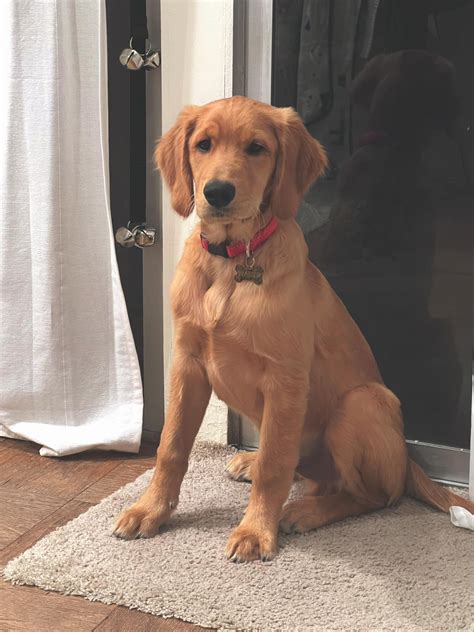 Golden Retriever Owners | Just joined! This is my 4 month old pup Walter already looking majestic