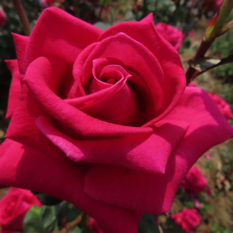 Sylvia rose | Cerise Hybrid Tea | The Fragrant Rose Company