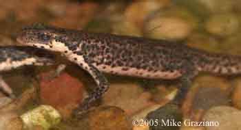 Caudata Culture Species Entry - Lissotriton (Triturus) italicus