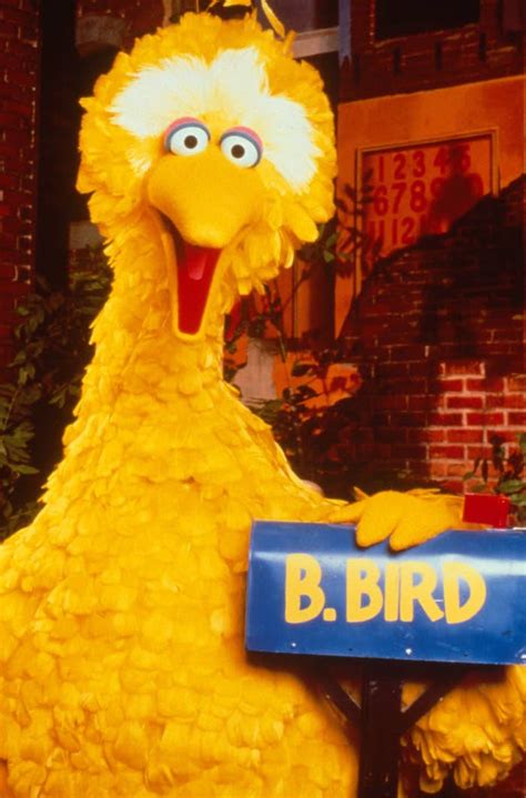 top  big bird wallpaper full hd