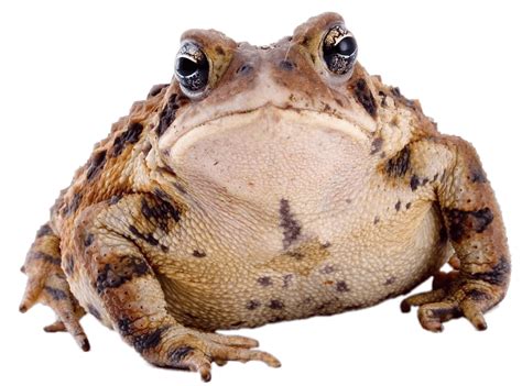 Toads, Wildlife, Conservation, Ecosystem, Habitat PNG