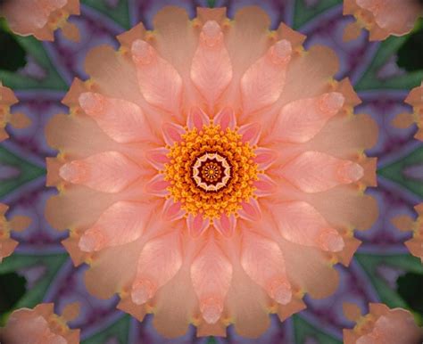 Peach Glow Photograph by Marjorie Tietjen