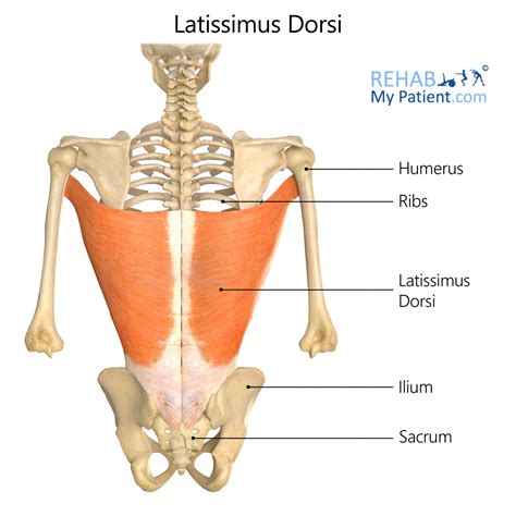 latissimus dorsi rehab  patient