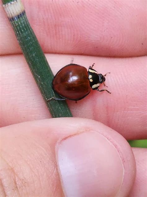 18 Stunning Red Beetles (Pictures And Identification)