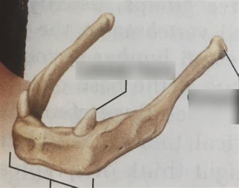 hyoid diagram quizlet