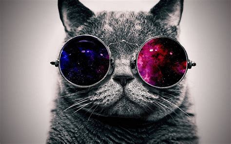 Cat 1080P, 2K, 4K, 5K HD wallpapers free download | Wallpaper Flare