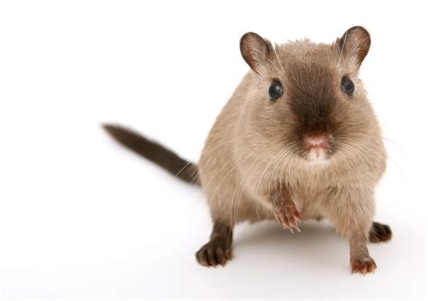 300+ Free Mice & Mouse Images - Pixabay