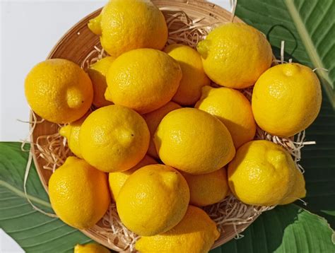 Лимон - купить за 126.00 грн, доставка по Киеву и Украине, низкая цена ...