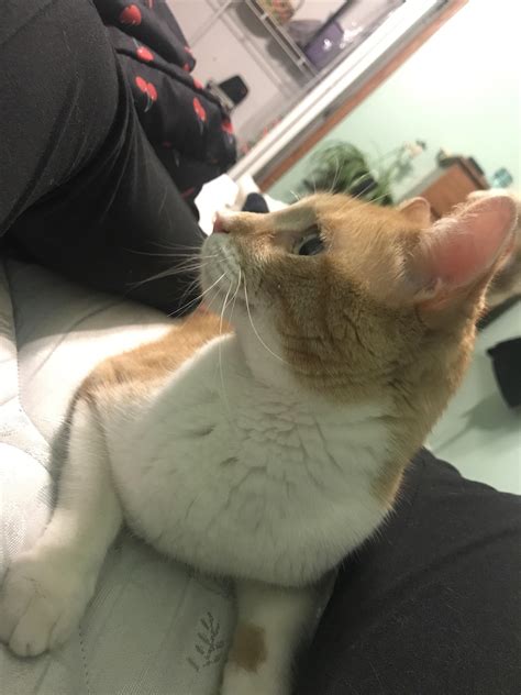 My cute kitty : r/aww