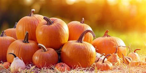 Pumpkin Patch Fall 2024 Near Me Events In India - Megen Sidoney