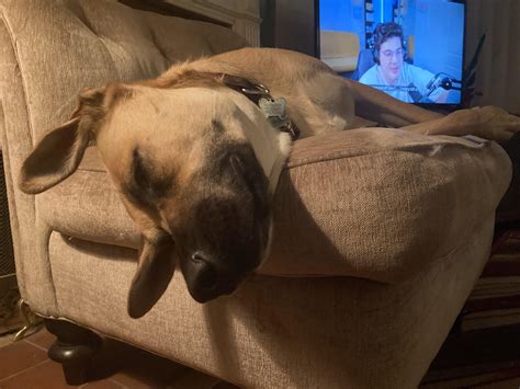Ted Nivison KILLED my dog!! : r/TedNivison