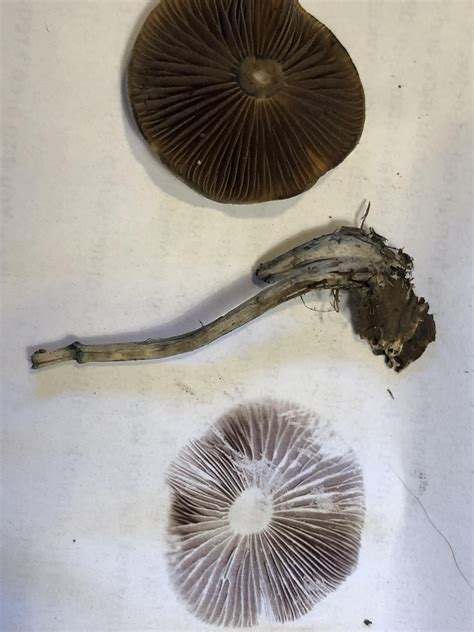 This wavy cap spore print looks accurate, right? Blue bruising as well
