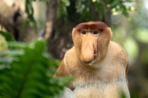 proboscis monkey sanctuary  asia green travel