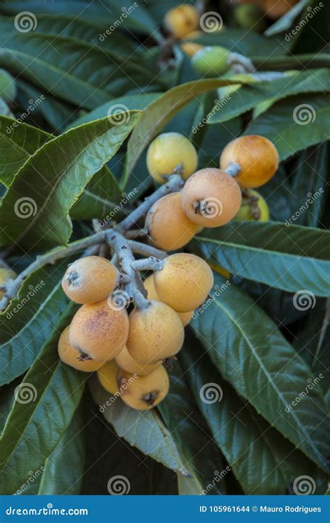Loquat tree with fruits stock photo. Image of season - 105961644