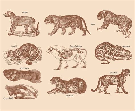 how to draw big cats