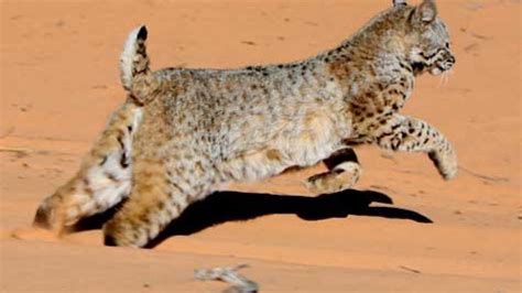 Baby Bobcat Rehabilitation | Best Friends Animal Society - Save Them All