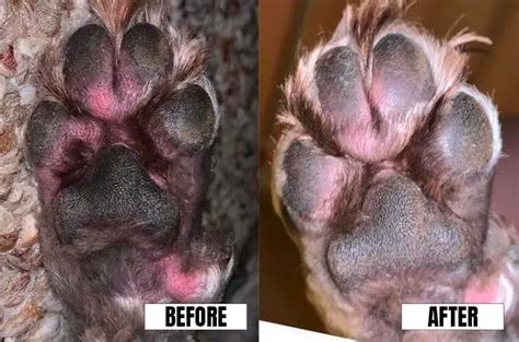 how to relieve dog itch