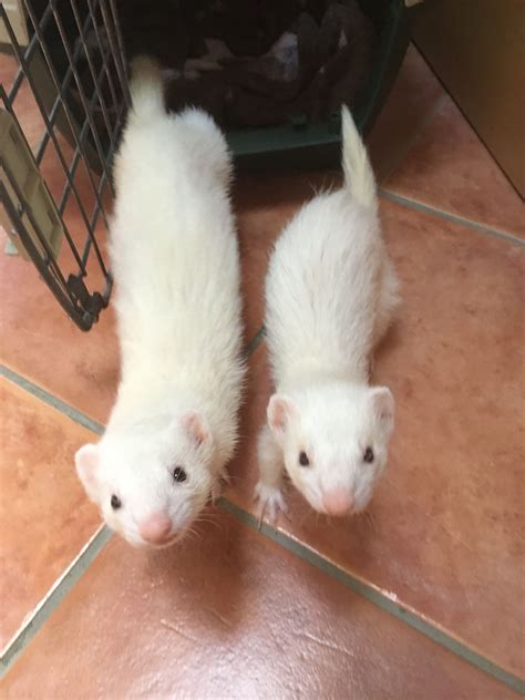 cute ferret wallpaper