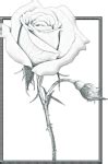 rose sketch  stock photo public domain pictures
