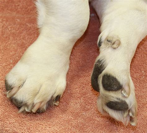 Dog Toenail Color Change at Aidan Penton blog