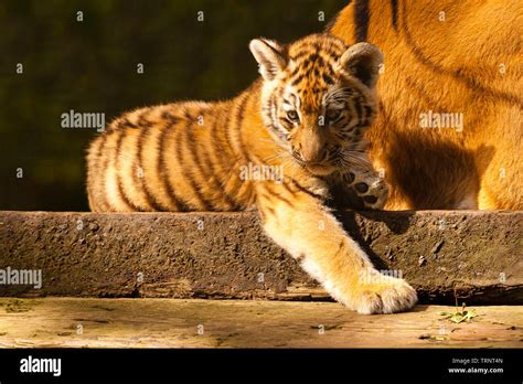 Amur/Siberian Tiger Cub (Panthera Tigris Altaica) Laying Down Stock ...