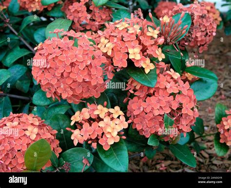 IXORA COCCINEA MAUI RED Stock Photo - Alamy