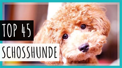 Alle 45 Schoßhunderassen mit Bildern | Hunde videos, Hunde, Schoßhund