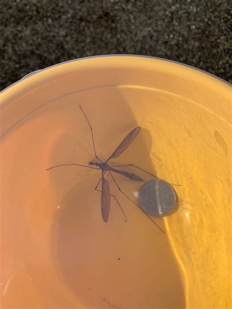 Mosquito hawk? Found in WA State. Quarter for scale. : r/whatsthisbug