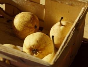 brown spiky fruit  image peakpx