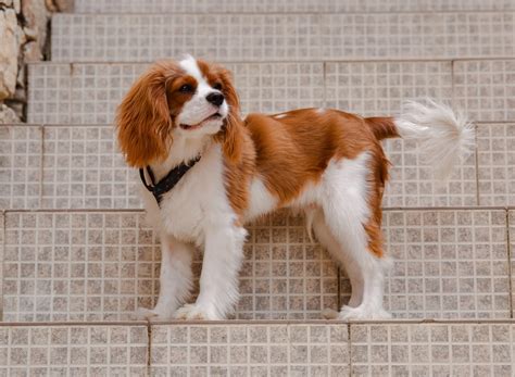 cavalier king charles spaniel dog dog breed information guides