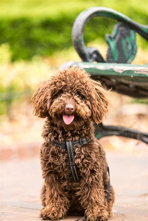 Free Images : mammal, vertebrate, canidae, dog breed, spanish water dog, barbet, carnivore