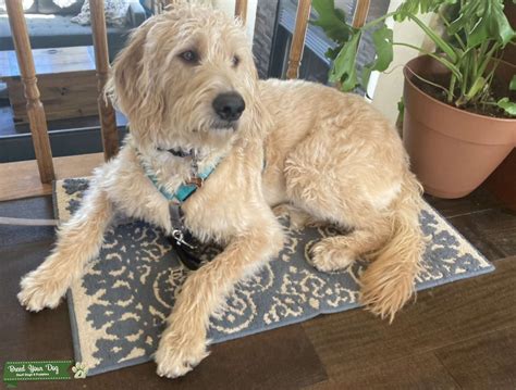 First Gen Labradoodle - Stud Dog in Utah, the United States | Breed