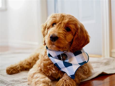 Goldendoodle Colors and Patterns - Best Hypoallergenic Puppies ...